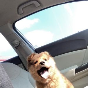 Meet your Posher, Sydney